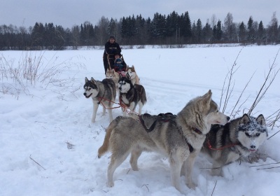 Dog sledding with adventerous huskies
